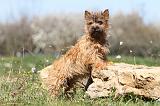 CAIRN TERRIER 238